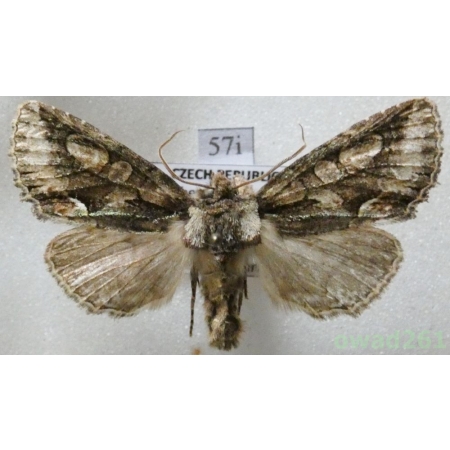 Allophyes oxyacanthae (Linnaeus, 1758) Czech57i